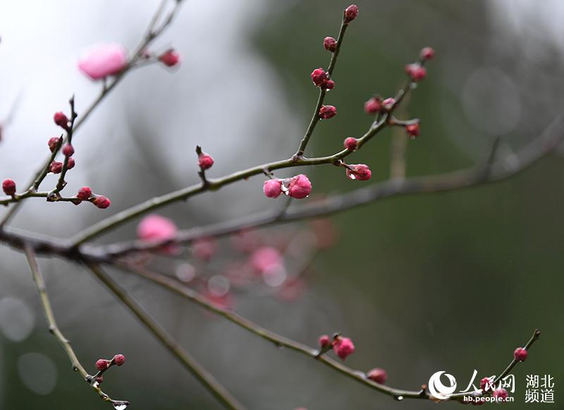 湖北保康：寒冬蠟梅香