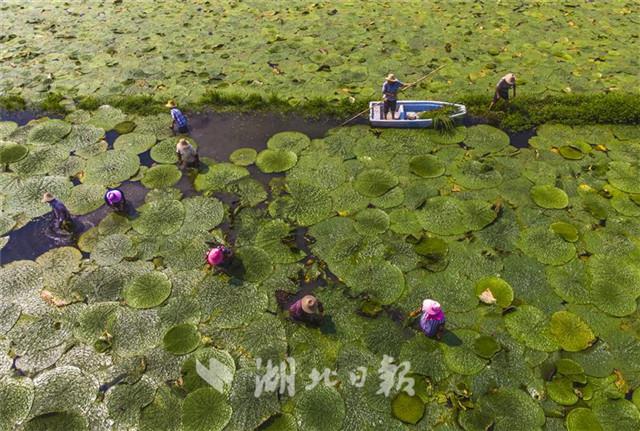 安陸：滿畈芡實景無限