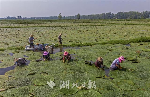 安陸：滿畈芡實景無限