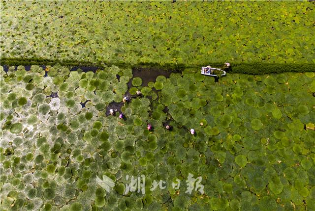 安陸：滿畈芡實景無限