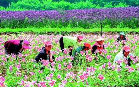 建美麗鄉村助脫貧增收