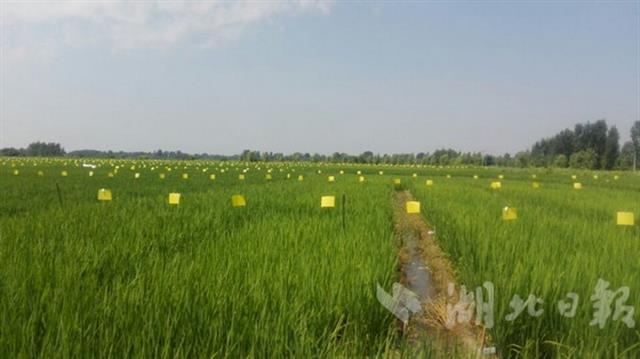 【暫不簽】全國示範工程“智慧稻田”全方位監測氮磷遷移