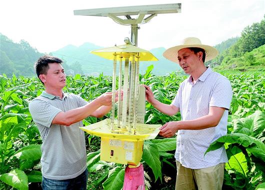 湖北保康：生物防蟲 打造生態農業