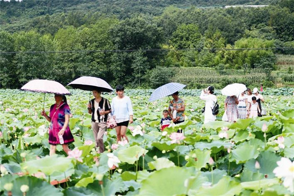 付家河畔賞夏荷 沮楚故里水鄉情