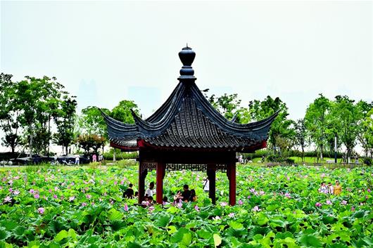 盛夏荷香花滿園