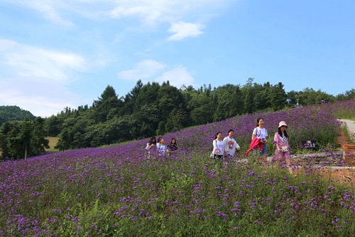 野三關森林花海美景如畫引客來