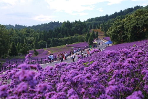 野三關森林花海美景如畫引客來