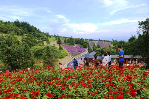 野三關森林花海美景如畫引客來