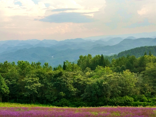 野三關森林花海美景如畫引客來