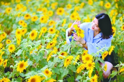 賞千畝葵花 走9D效果玻璃橋 8月25日中法生態城（蔡甸）葵花節等你來