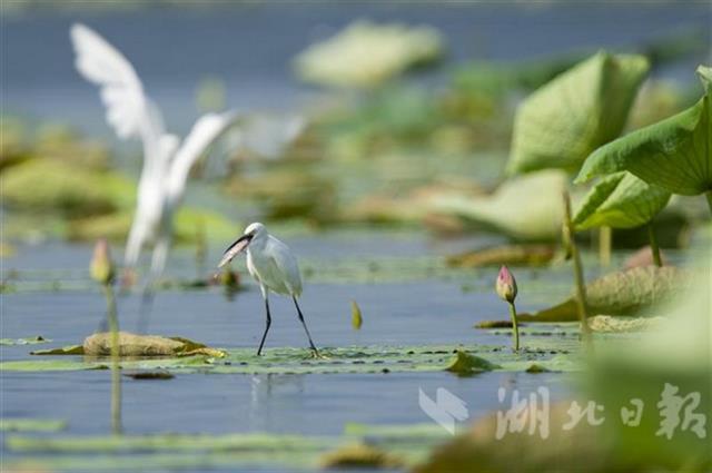 洪湖“浪打浪”美景重現