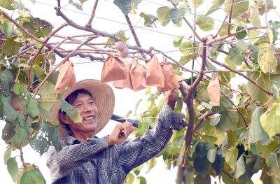 【江夏郡 俊江夏】【産業經濟】江夏舒安： 從“綠水青山”中走出富民強村路