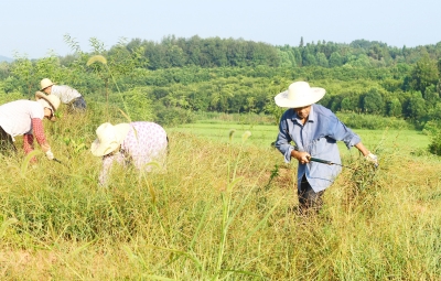 【江夏郡 俊江夏】【産業經濟】江夏舒安： 從“綠水青山”中走出富民強村路