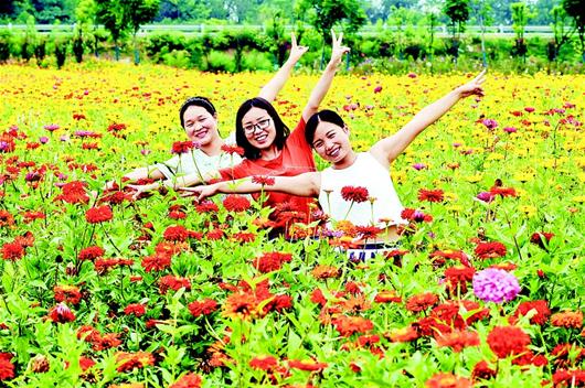 老河口市仙人渡鎮“鄉村花園”各花競相開放