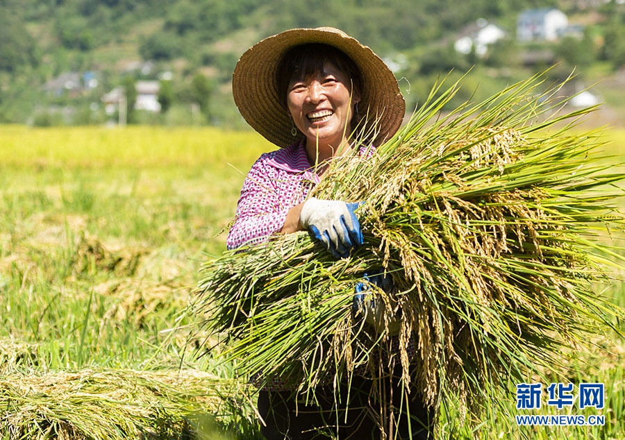 湖北秭歸：冷水稻豐收助脫貧