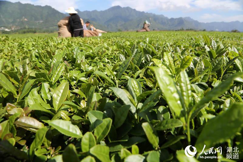 湖北鶴峰：秋茶飄香 茶農採摘忙增收