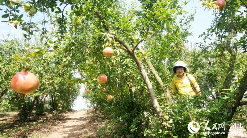 摘石榴、摘蜜橘、挖紅薯 丹江口鄉村遊讓市民體驗豐收的喜悅