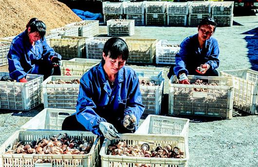 竹溪縣大力發展優質食用菌産業 助推脫貧致富