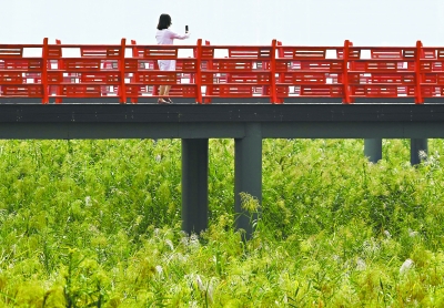 漢口江灘觀蘆棧道開放 2018年賞蘆不必仰首伸脖