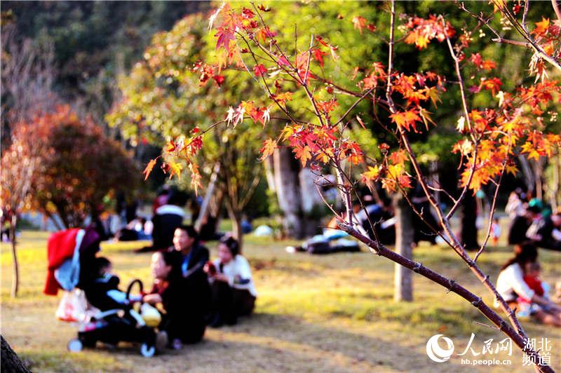 湖北十堰：四方山秋意漸濃