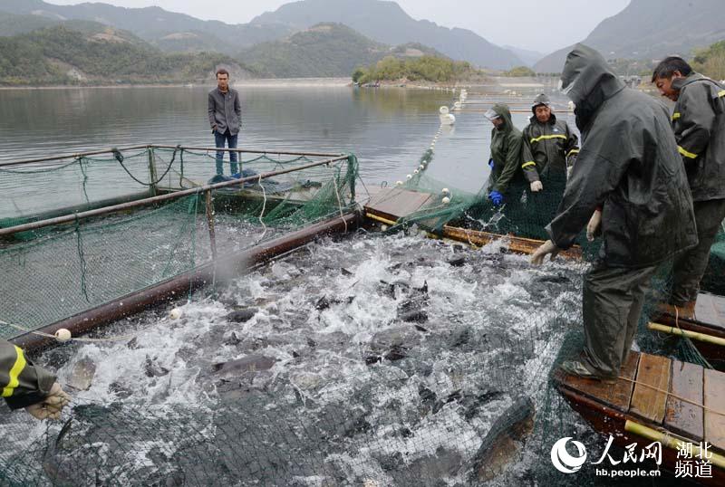 湖北保康：金秋時節魚滿艙 水美人喜豐收忙