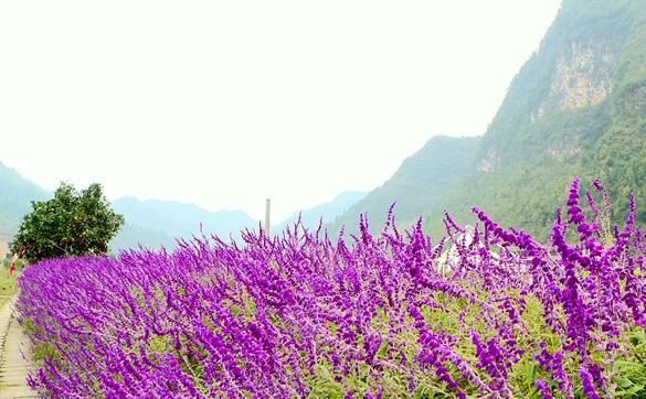 夷陵鼠尾花浪漫來襲 陌上花海等君來