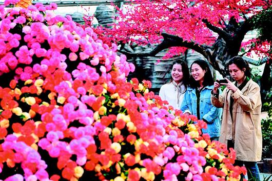 嘉魚縣官橋鎮田野開心農場建成 遊客參觀花卉扎景