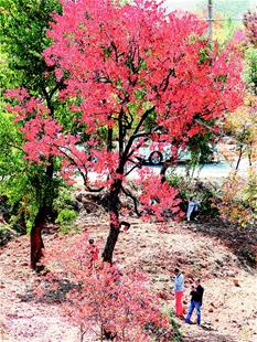 第七屆大別山紅葉文化旅遊節開幕 13個文旅農業項目落戶大悟