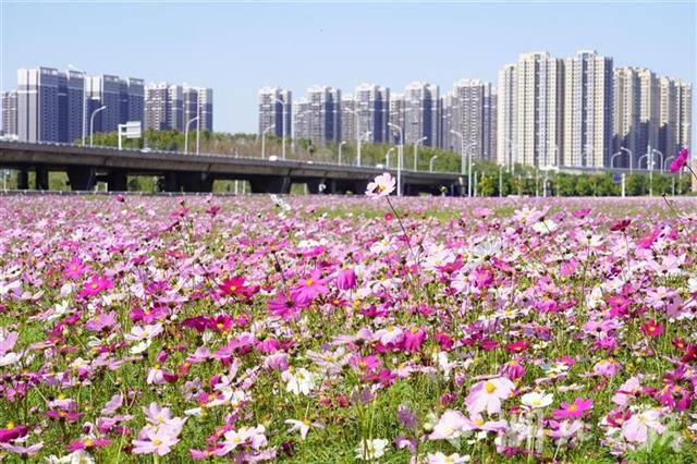 武漢鬧市有一片花海 卻無人問津