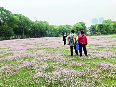 武漢這片野花不輸“粉黛亂子草” 漢水公園蓼花“成海”