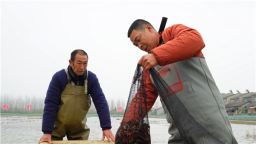 湖北潛江冬蝦上市 價格較夏季翻倍