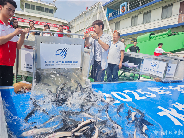 10210尾中華鱘放歸長江 內置“身份證”可追溯魚苗信息_fororder_01