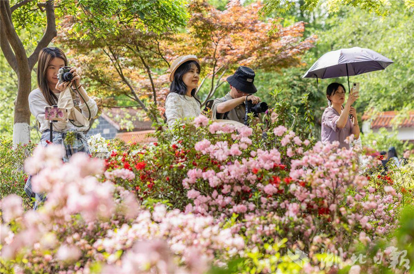武漢青山公園20萬株杜鵑盛放_fororder_01