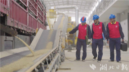 武漢喜迎豐收節 “電”護萬噸金谷顆粒歸倉