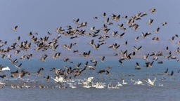 龍感湖濕地入選國家重要濕地名錄 “候鳥天堂”再獲“國字號”生態名片