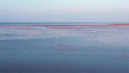 山東河口北部海岸帶生態修復項目竣工驗收