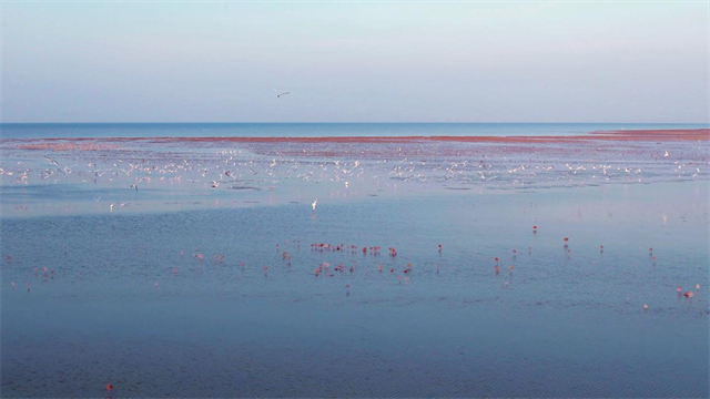 山東河口北部海岸帶生態修復項目竣工驗收_fororder_圖片7