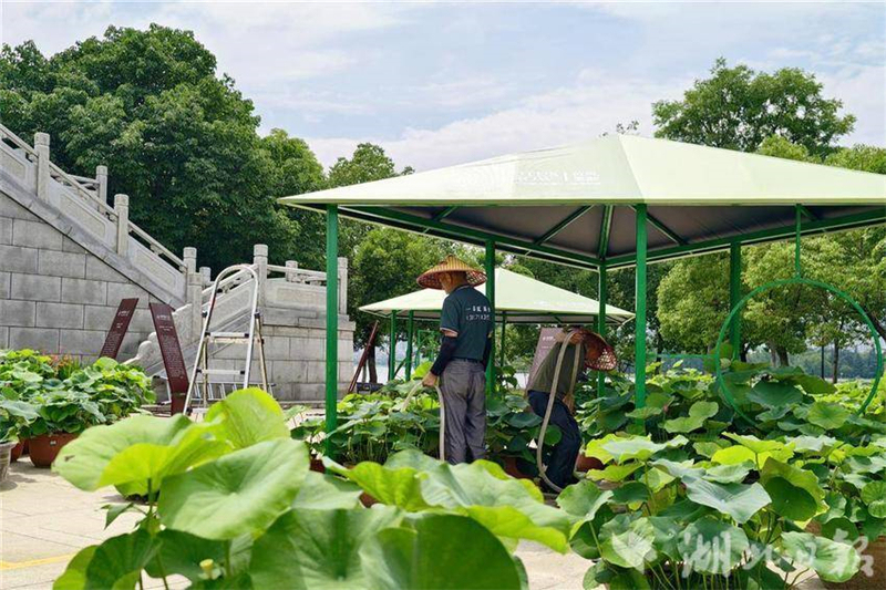 第十一屆沙湖公園荷花展將於6月13日啟幕_fororder_42cafdca-d775-4fb1-b0c8-6a5e85ffdb18-w800_wm
