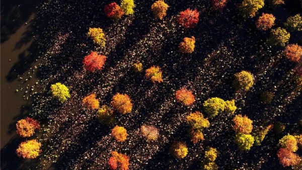 武漢漲渡湖濕地公園池杉林：“水上森林”冬景美如畫