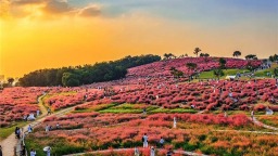 武漢光谷二妃山網紅粉黛上線