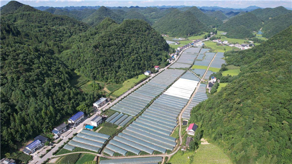 鶴峰縣高山蔬菜獲港澳市場“通行證”_fororder_微信圖片_20250521093648