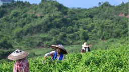 湖北來鳳：藤茶富農興産業