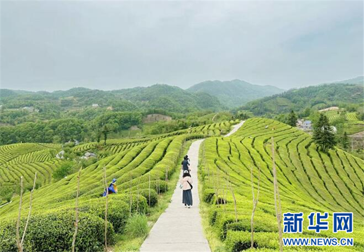 地理標誌賦能鄂西茶産業：一片葉子的産業覺醒_fororder_202505076ad0770477424162953884984b2cd360_2025050780d942cfc13a41ae9672cb56a43f37c2