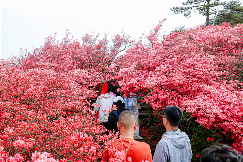 “知音湖北 花舞人間”網絡大V荊楚行（黃岡）活動在麻城龜峰山啟幕_fororder_圖片58