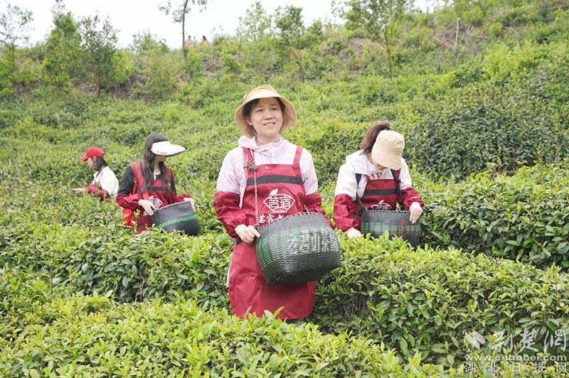 “荒野尋茶“”火爆出圈，第九屆紅安老君眉茶文化節開幕