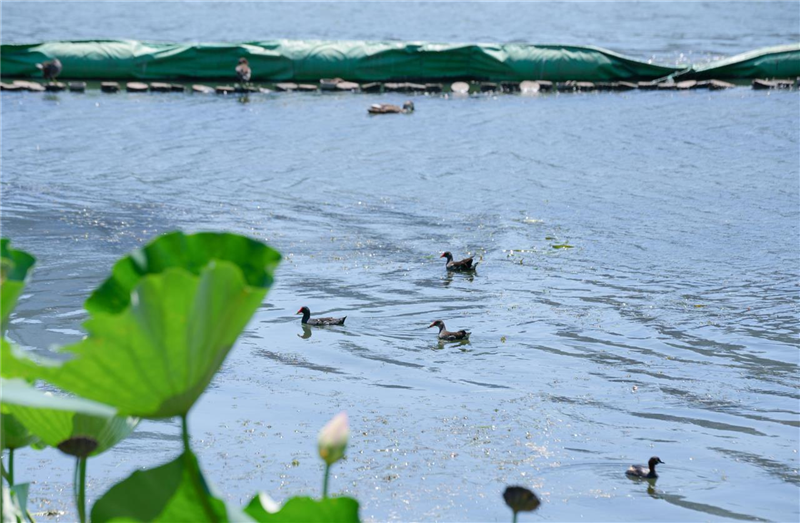 武漢沙湖：碧水藍天下水鳥翩躚_fororder_微信圖片_20250825100345