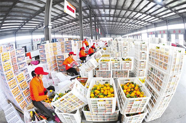 夷陵柑橘暢銷海外_fororder_微信圖片_2025-11-04_094045_630