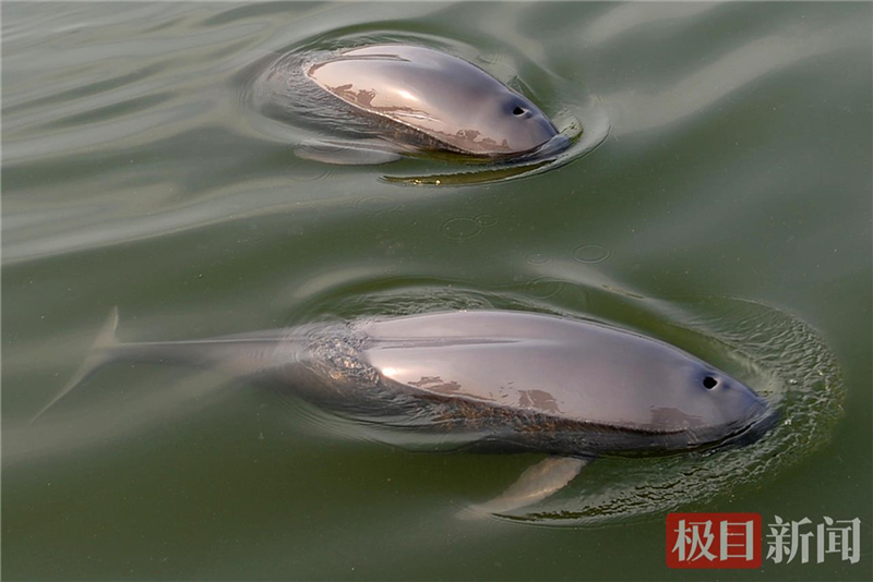 荊江之畔成為“濕地精靈”樂園_fororder_微信圖片_2025-10-30_093552_628