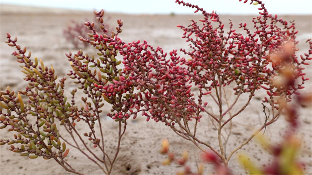 山東河口北部海岸帶生態修復項目竣工驗收_fororder_圖片8