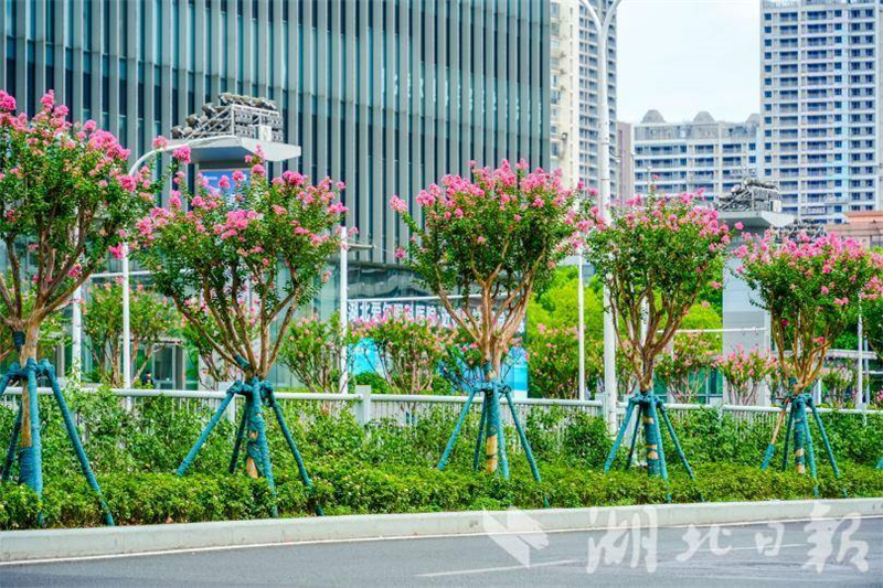武漢：花開四季扮靚城市環線 古城新顏吸引市民打卡_fororder_dba61027b0884f3dbf6182622d3adad1
